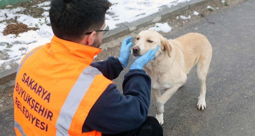 sakarya-buyuksehir-sokak-hayvanlari-kar-yagisi.jpg
