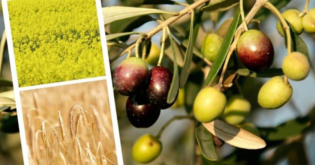 826 milyon liralık tarımsal destek ödemesi çiftçilerin hesaplarına aktarılıyor