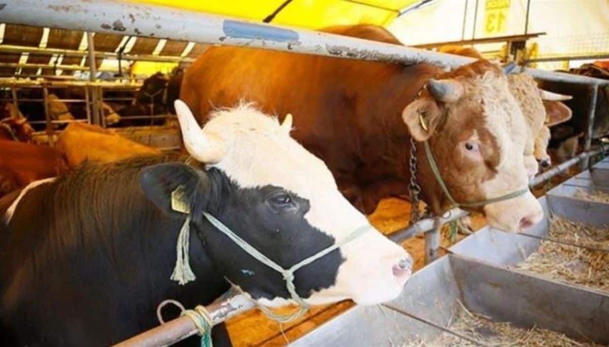 Şap hastalığına karşı 38 ilde hayvan pazarları yeniden açıldı