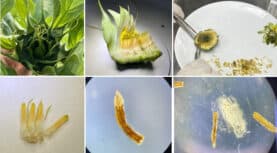 TÜBİTAK, Ayçiçeğinde Anter Kültürüyle Hızlandırılmış Saf Hat Geliştirme Projesini Destekliyor