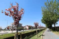 Sakarya’da Sakura Ağaçlarının Çiçek Açmasıyla Şehir Baharın Renkleriyle Canlanıyor